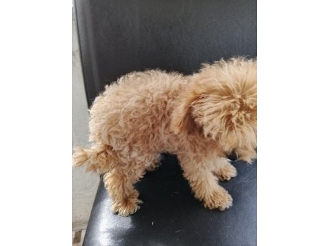 Çok tatlı dört aylık dişi teacup poodle yavrusu