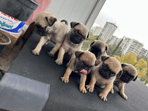 Pug mops gül kuyruk orjinal