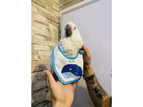 Pamukk gibi gerçek bebek yavru kakadu