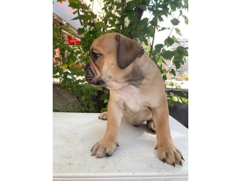 İngiliz bulldog safkan yavrular dişi erkek mevcut