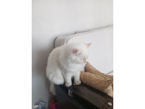 Chinchilla safkan
