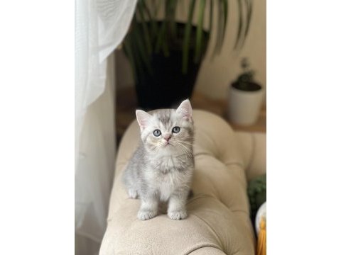 Özel renk silver british shorthair yavrum