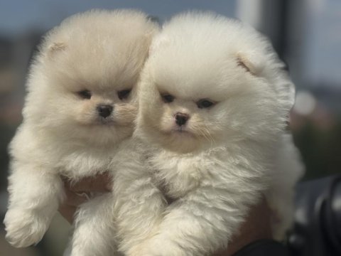 Petmode köpek çiftliğinde ziyarete açık pomeranian