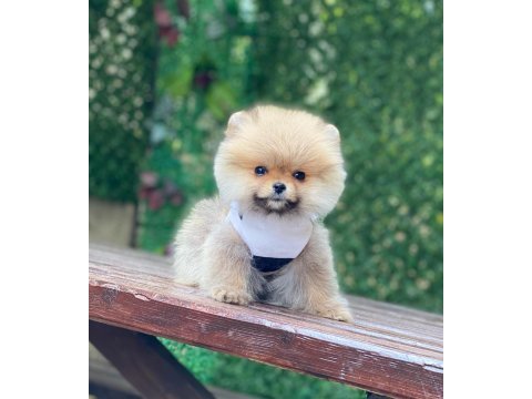 Pomeranian boo köpeği