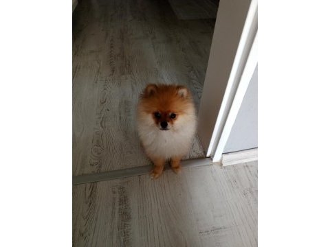 Pomeranian köpeği