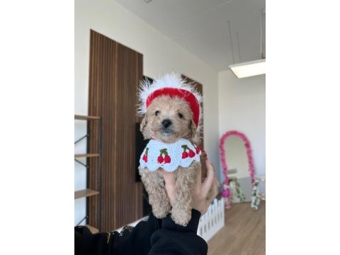 Sevimli maltipoo kızımız ailesini arıyor