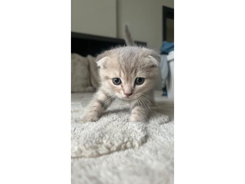 Yavru scottish fold