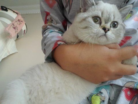 3 aylık yavru dişi british longhair kedimiz