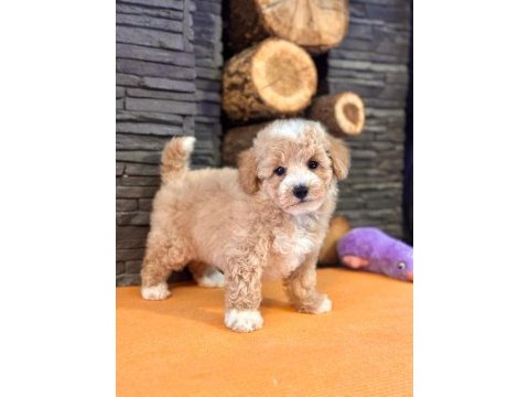 Büyümeyen maltipoo yavrulari 