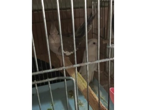 Albino cinnemon takım sultan papağanı
