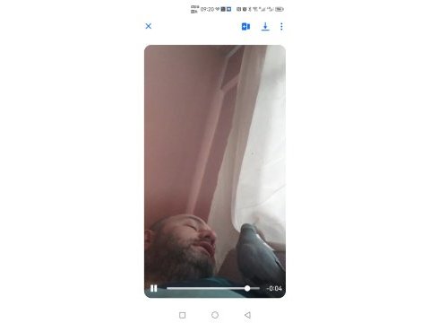 Pakistan papağanı evcil dişi