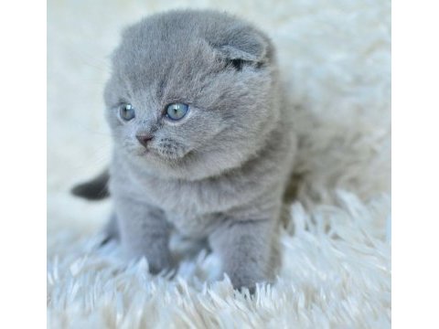 2 aylık scottish fold dişi