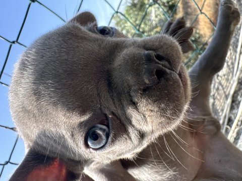 Orjinal a kalite erkek aşılı french buldog yavrular