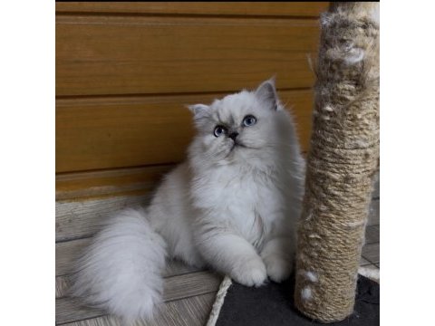 Güzel british longhair prenses kızımız