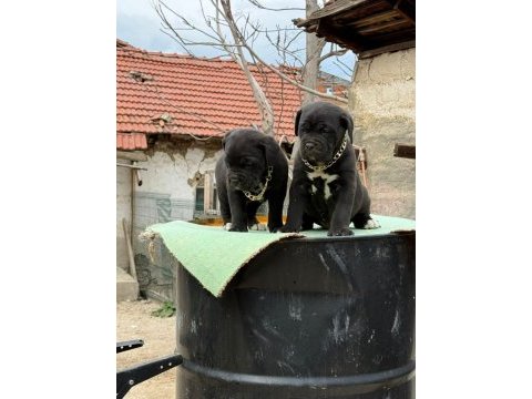 Orjinal cane corso yavrularımız 