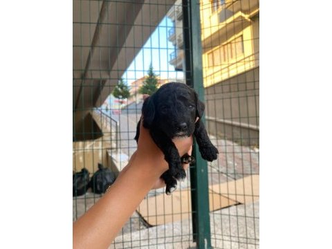 Aşırı sevimli siyah poodle bebeklerimiz