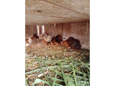 Ele alıştırmalık ginepig yavrular