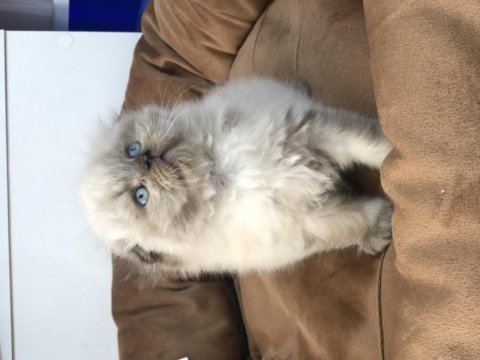 Scottish blue point