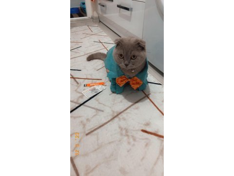 1 yaşında scottish fold eş ilanı
