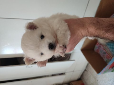 Pomeranian anne ve yavruları