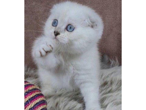 1 scottish fold ve 1 british yavru