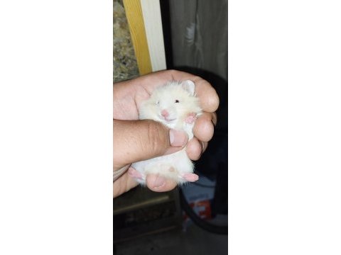 Uzun tüy özel tür teddy bear hamster başka yerde yok