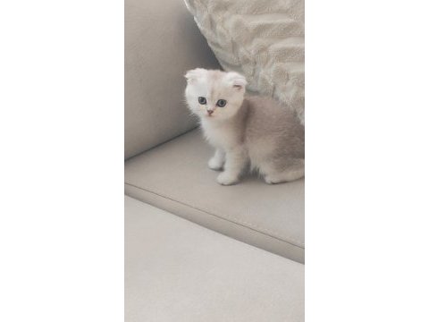 Yavru scottish fold