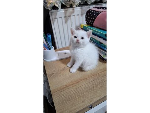 Kucuk minnak kedilerim