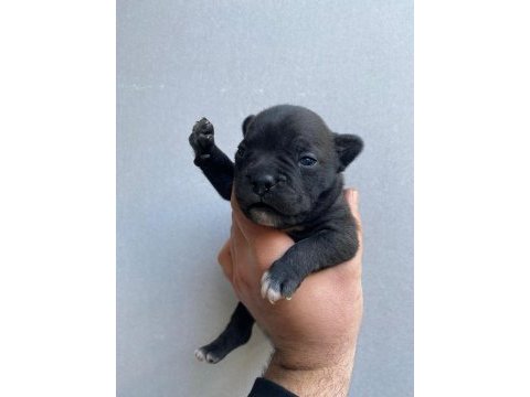 Egzotik renk fransız bulldog yavrular