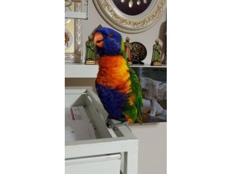Lori papağanı 10 aylık