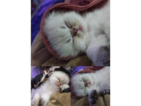 Scottish fold hanımefendiye yeni yuva arıyoruz