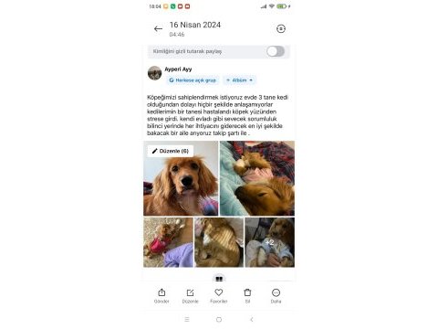İngiliz cocker 2,5 yaşında