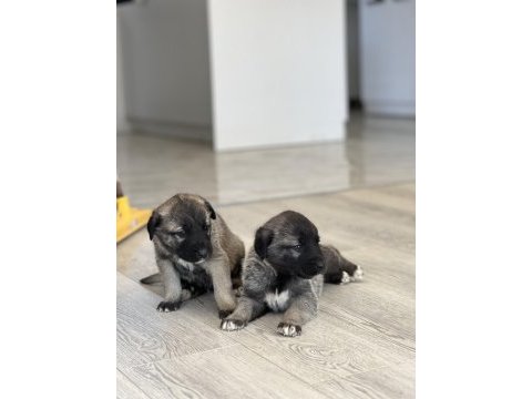 Safkan kangal panter torunu soy garantili