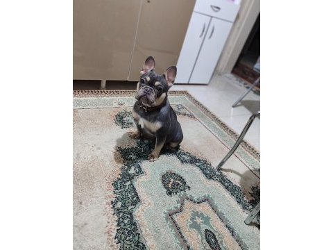 Dişi blue and tan french bulldog