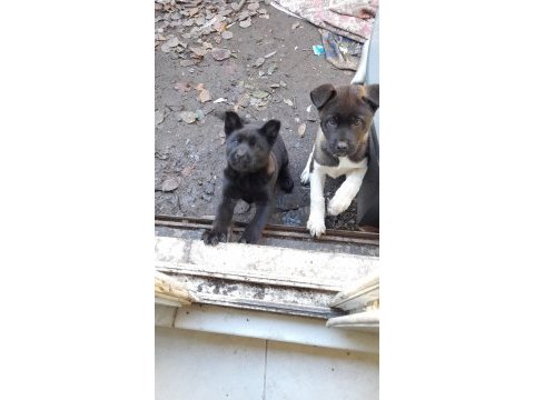 Akita 3 aylık yavru