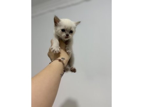 Uygun puanlı blue point kedimiz