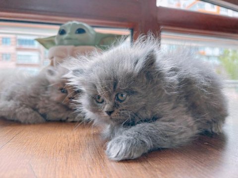 British longhair safkan yavrularımız