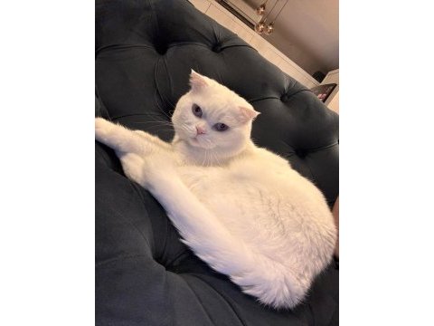 British shorthair yavru kedimiz