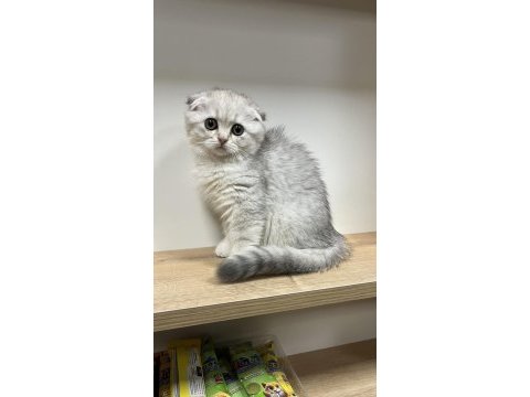 Wc eğitimli uysal scottish fold bebekler
