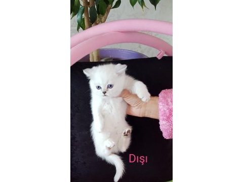 Scottish straight ve scottish fold yavrular