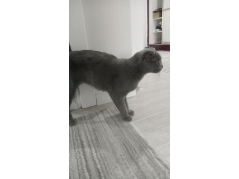 Scottish fold