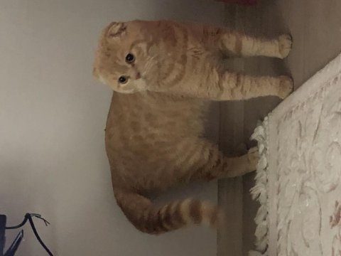 Devasa erkek scottish fold