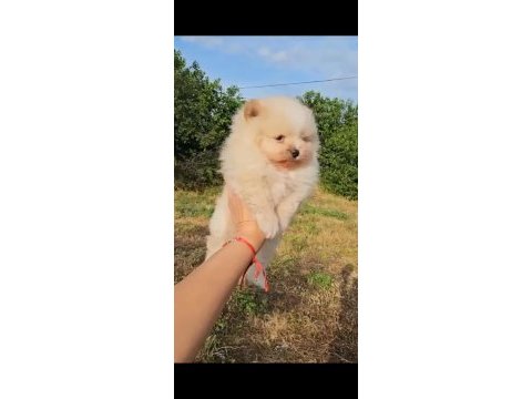 Pomeranian boo safkan