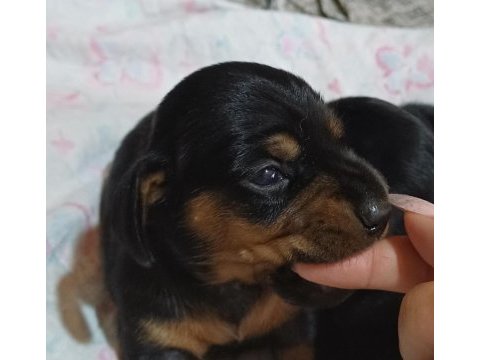 Dachshund sosis yavru