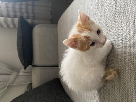 Annesi terk etmiş melez kedimiz