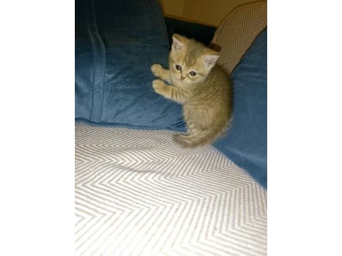 2 aylık british shorthair yavru kediler