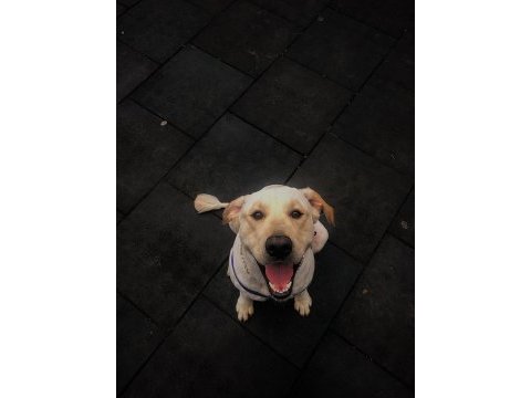 Dişi köpek ile çiftleştirmek istiyoruz golden retriever