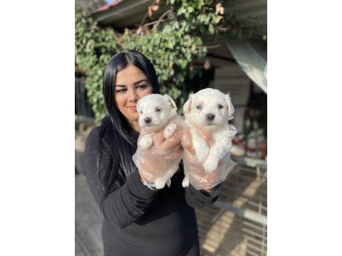 Kore maltese terrier yavrularım