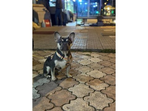 Özel french bulldog anatomisi çok iyi lilac