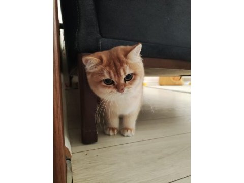 Ny12 golden british shorthair